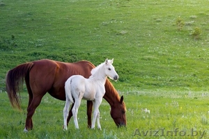 Куплю лошадей жеребят живым весом в Витебской области - Изображение #1, Объявление #1637929