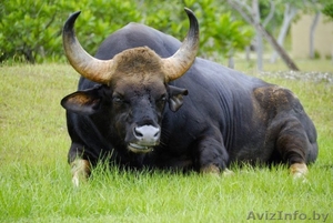 Куплю быков живым весом в Витебской области  - Изображение #1, Объявление #1641654