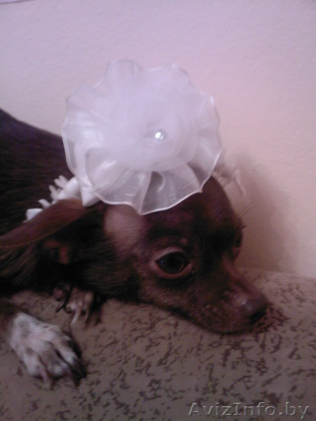 Милашка тойчик. - Изображение #3, Объявление #68109