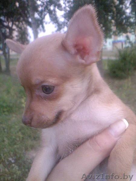 Милашка тойчик. - Изображение #1, Объявление #68109