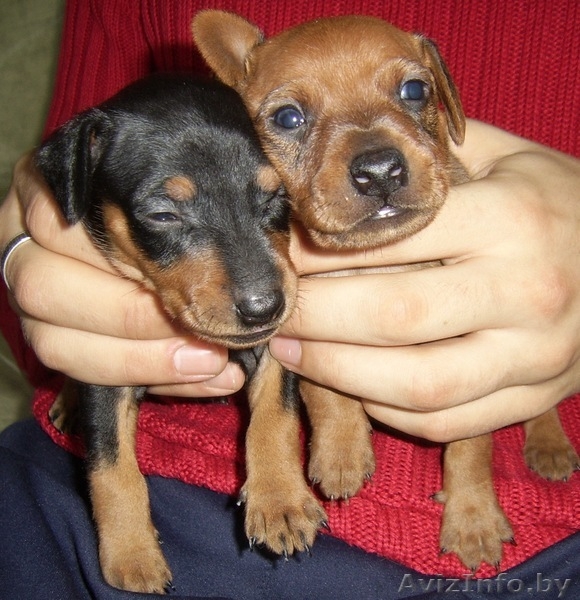 щенки цвергпинчера - Изображение #1, Объявление #149753