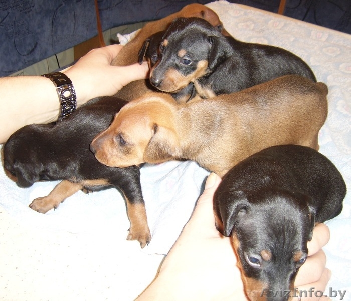 щенки цвергпинчера - Изображение #3, Объявление #149753