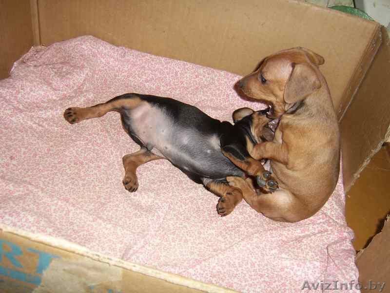 щенок цвергпинчера - Изображение #4, Объявление #165286