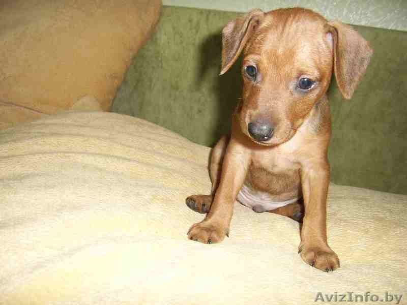 щенок цвергпинчера - Изображение #1, Объявление #165286