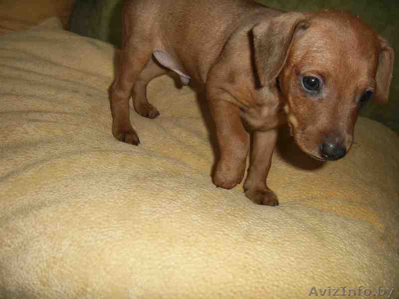 щенок цвергпинчера - Изображение #2, Объявление #165286