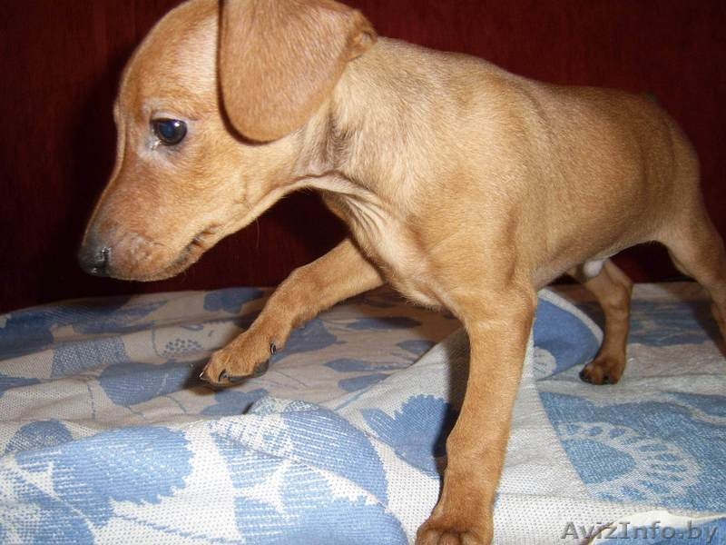 щенок карликового пинчера - Изображение #1, Объявление #186855