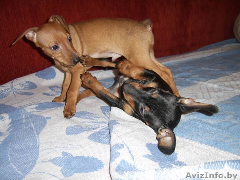 щенок карликового пинчера - Изображение #2, Объявление #186855