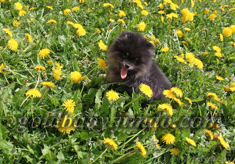 Племенной питомник GOLD BABY предлагает щенка померанского шпица - Изображение #1, Объявление #261919