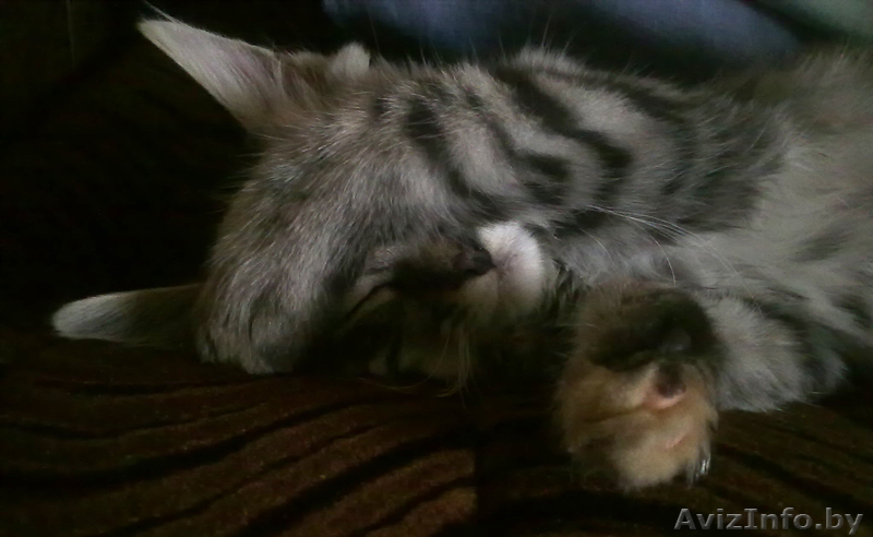 Кошечка Дуся в дар! - Изображение #1, Объявление #316727