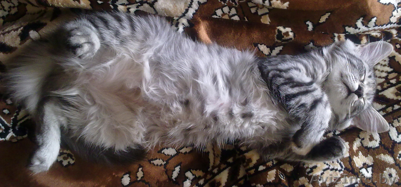 Кошечка Дуся в дар! - Изображение #3, Объявление #316727