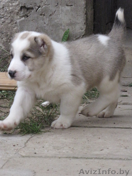 Щенки алабая (среднеазиатская овчарка, волкодав) - Изображение #1, Объявление #436963