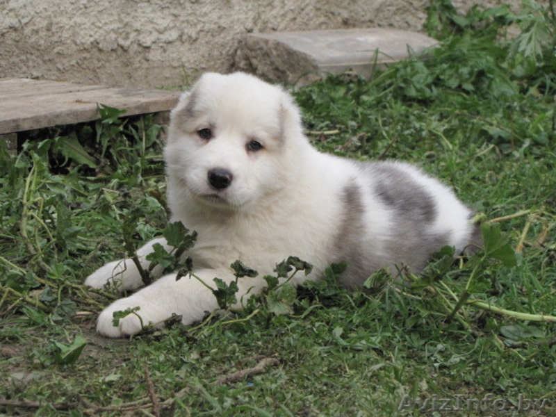 Щенки алабая (среднеазиатская овчарка, волкодав) - Изображение #2, Объявление #436963