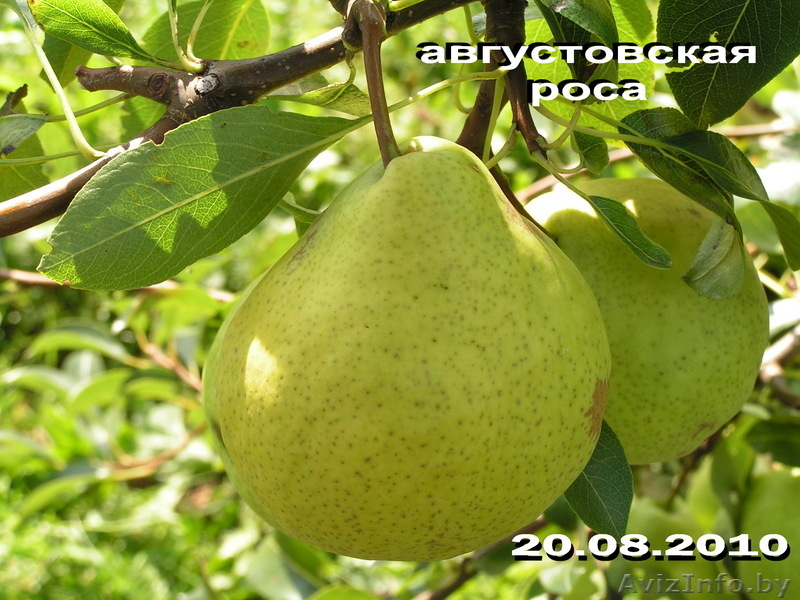 Продажа саженцев и подвоев плодовых культур - Изображение #6, Объявление #827599