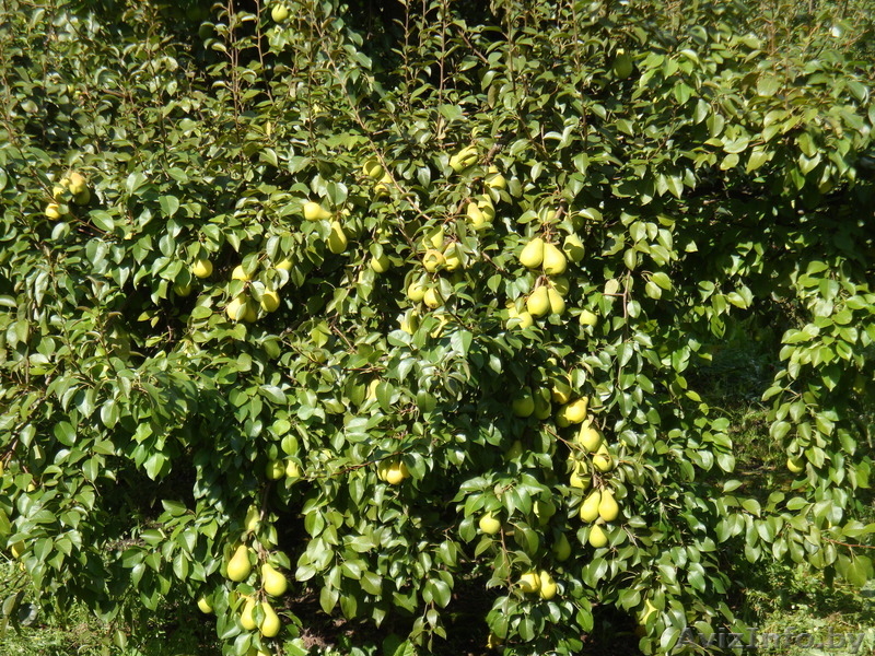 Продажа саженцев и подвоев плодовых культур - Изображение #9, Объявление #827599