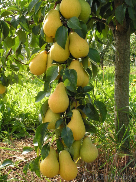 Продажа саженцев и подвоев плодовых культур - Изображение #8, Объявление #827599