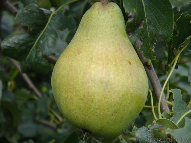 Продажа саженцев и подвоев плодовых культур - Изображение #3, Объявление #827599