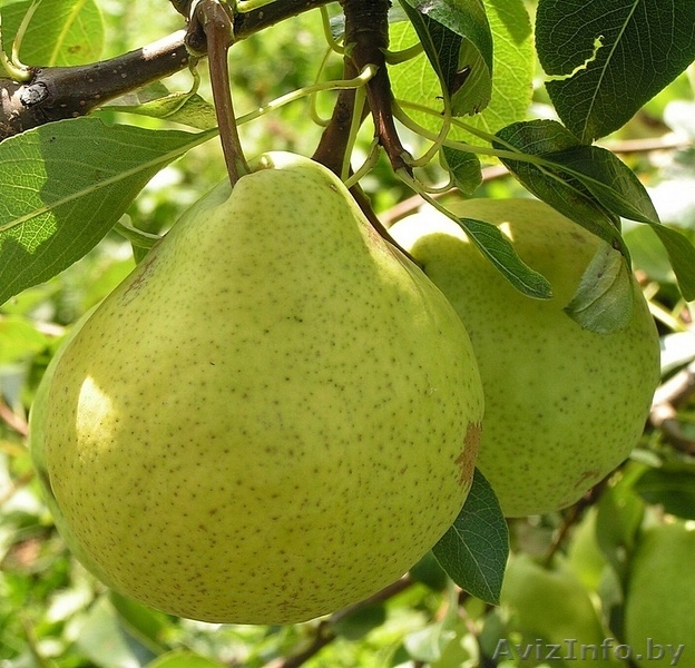 Саженцы груши из Орши - Изображение #5, Объявление #983109