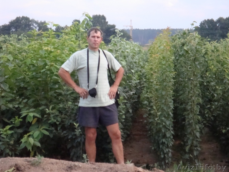 Подвои груши и яблони - Изображение #5, Объявление #975461