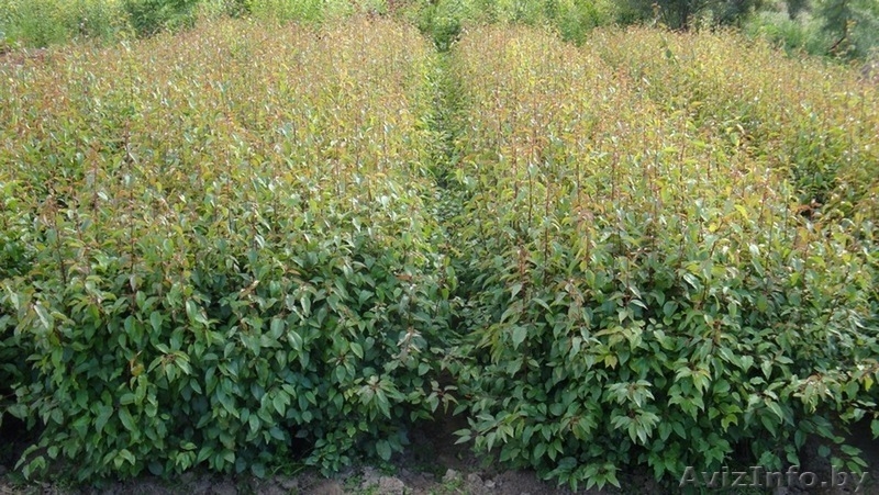 Подвои груши и яблони - Изображение #1, Объявление #975461