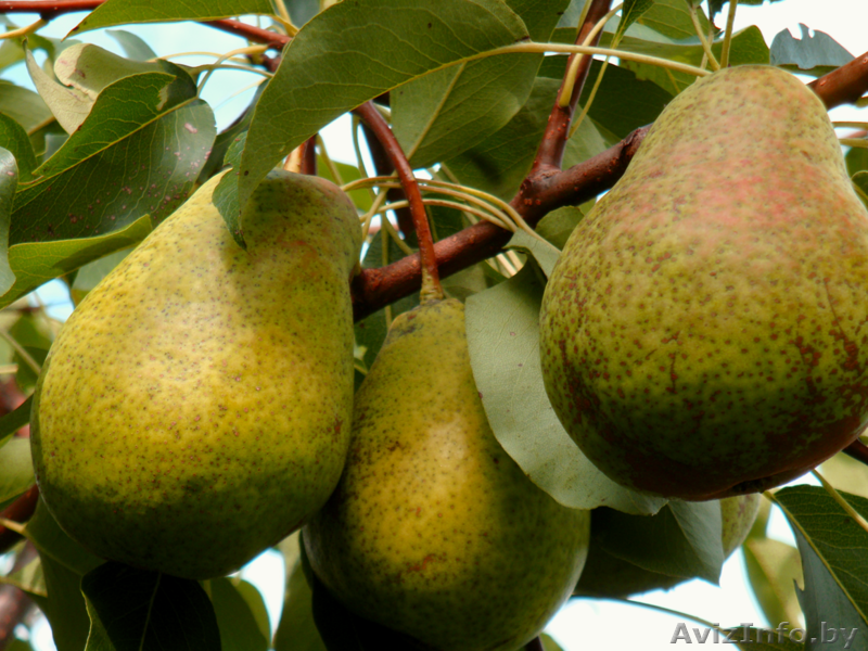 Саженцы груши из Орши - Изображение #4, Объявление #983109