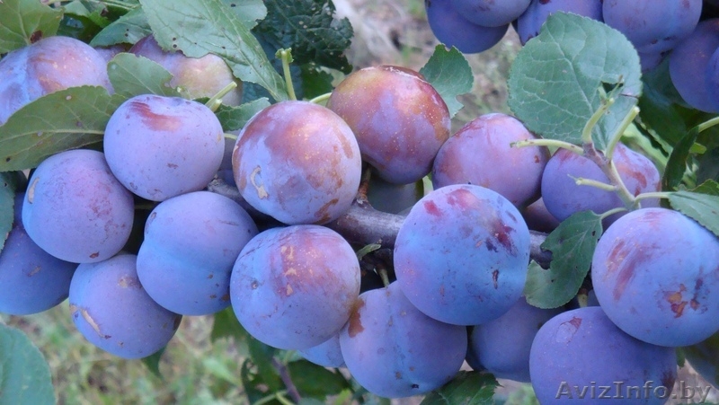 Саженцы сливы из Орши - Изображение #3, Объявление #983105