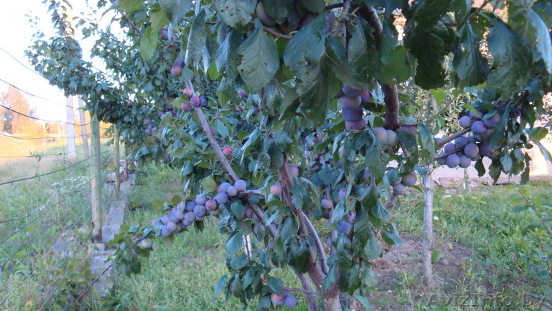 Саженцы сливы из Орши - Изображение #4, Объявление #983105