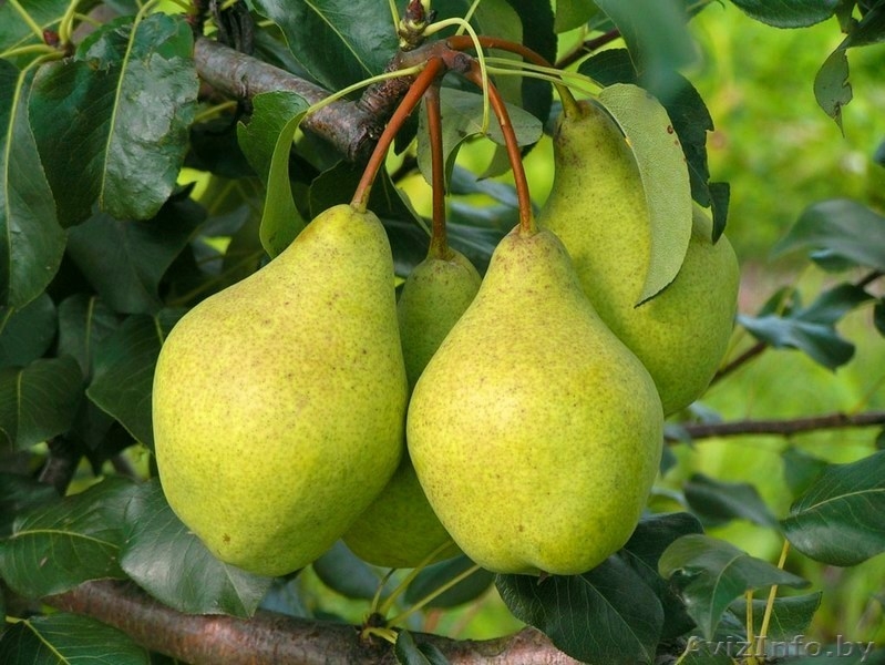 Саженцы груши из Орши - Изображение #7, Объявление #983109