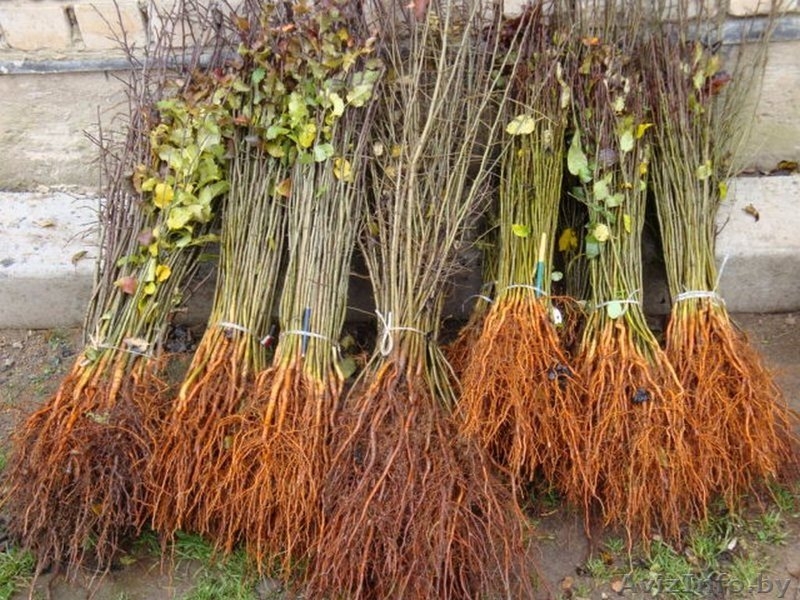 Подвои груши и яблони - Изображение #2, Объявление #975461