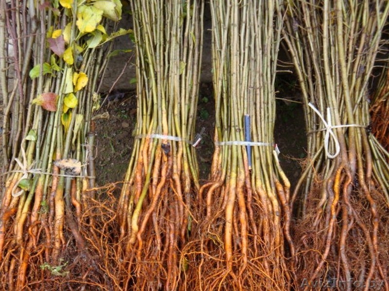 Подвои груши и яблони - Изображение #3, Объявление #975461