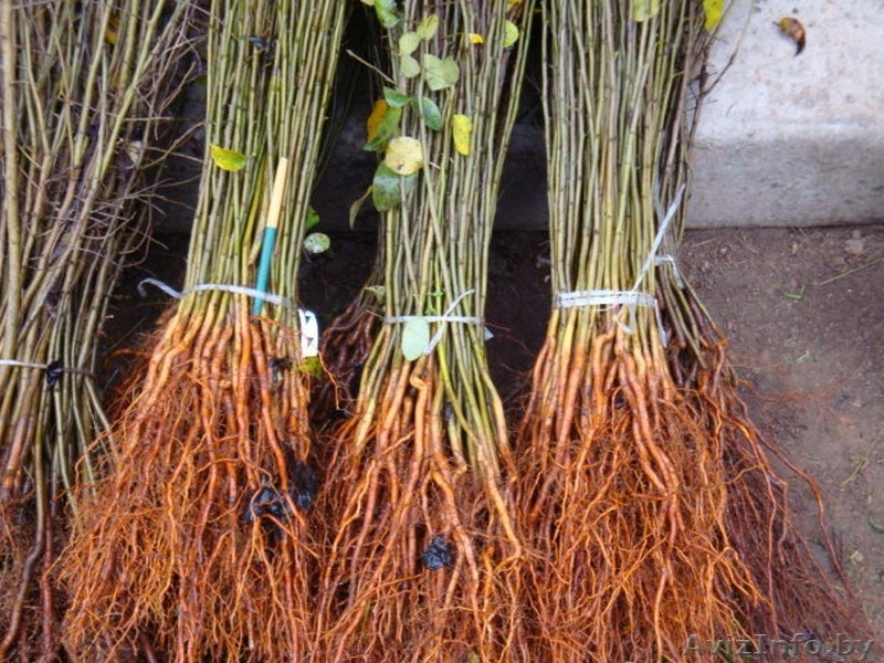 Подвои груши и яблони - Изображение #4, Объявление #975461