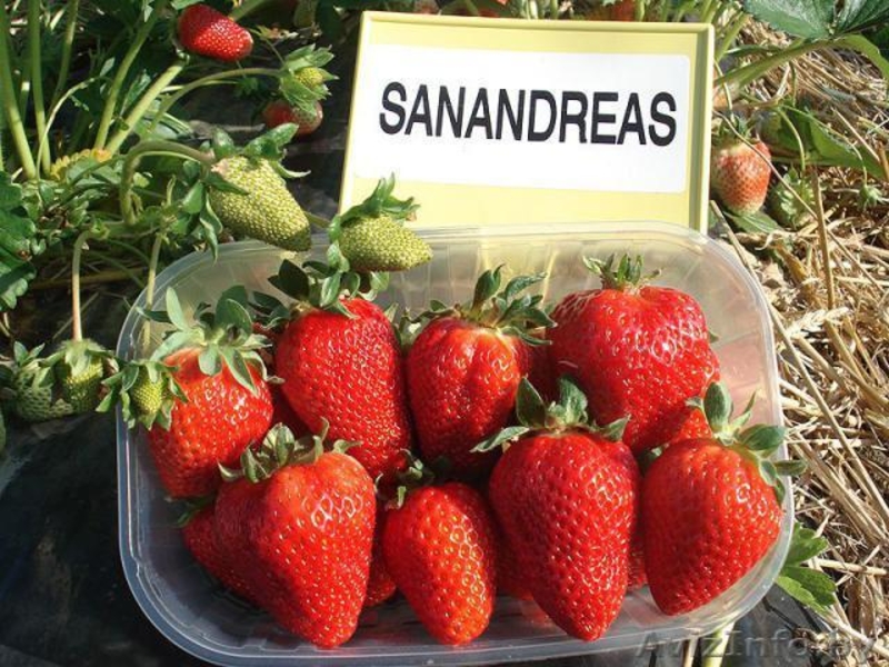 САЖЕНЦЫ КЛУБНИКИ ЭЛИТНЫХ СОРТОВ - Изображение #3, Объявление #1068943