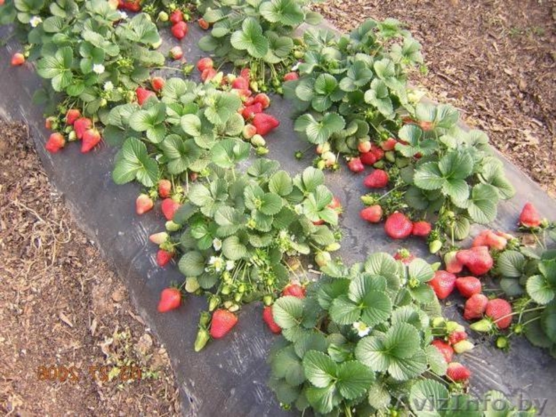 САЖЕНЦЫ КЛУБНИКИ ЭЛИТНЫХ СОРТОВ - Изображение #4, Объявление #1068943