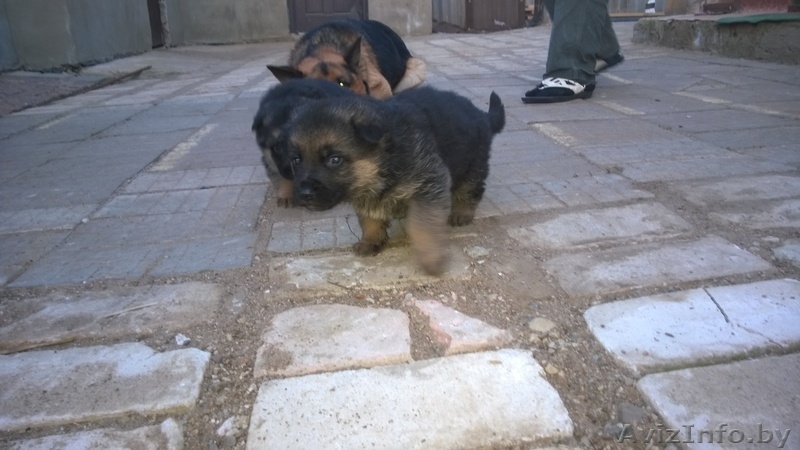 Продам щенков немецкой овчарки... - Изображение #3, Объявление #1072244