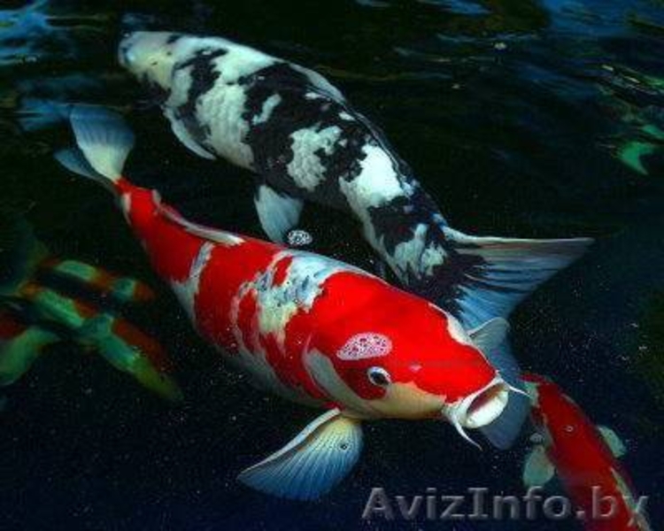 Карпы кои. мальки декоративного карпа кои 2-5 см. - Изображение #2, Объявление #1162950