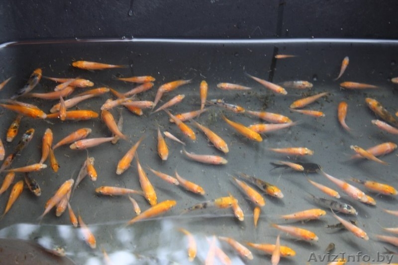 Карпы кои. мальки декоративного карпа кои 2-5 см. - Изображение #1, Объявление #1162950