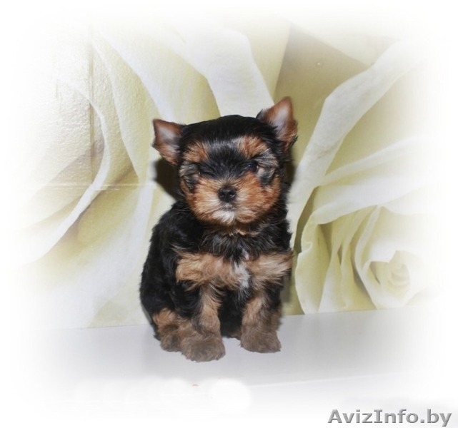 высокопородные щенки ЙОРКШИРСКОГО ТЕРЬЕРА В ОРШЕ для вас! - Изображение #1, Объявление #682833