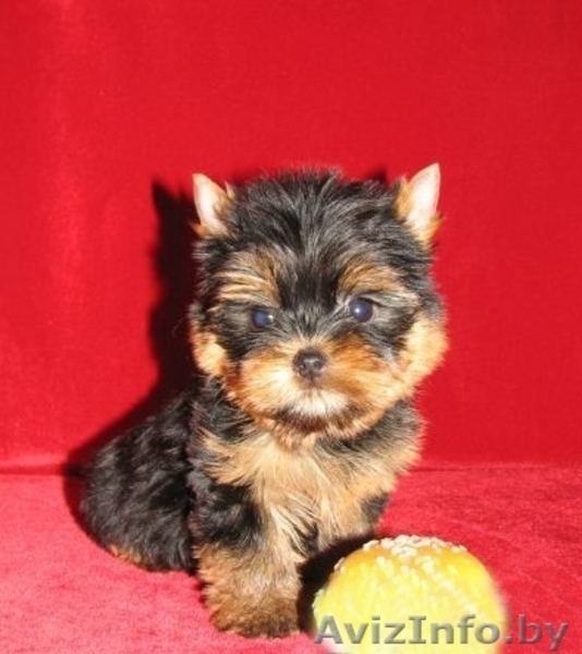высокопородные щенки ЙОРКШИРСКОГО ТЕРЬЕРА В ОРШЕ для вас! - Изображение #4, Объявление #682833
