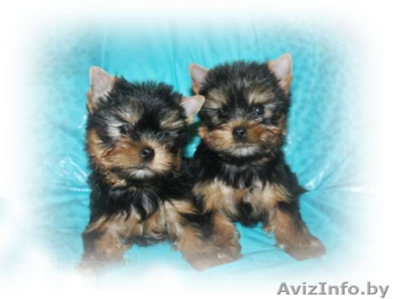 ОБАЛДЕННЫЕ щенки йоркширского терьера В ОРШЕ!Кукольные МАЛЫШИ! - Изображение #1, Объявление #1198509