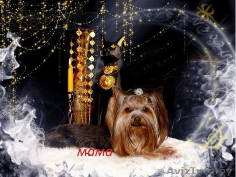 ОБАЛДЕННЫЕ щенки йоркширского терьера В ОРШЕ!Кукольные МАЛЫШИ! - Изображение #5, Объявление #1198509