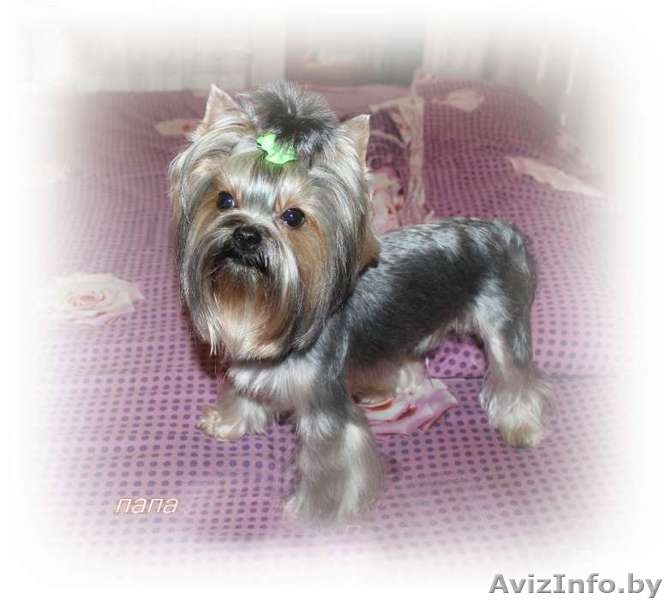 ОБАЛДЕННЫЕ щенки йоркширского терьера В ОРШЕ!Кукольные МАЛЫШИ! - Изображение #6, Объявление #1198509
