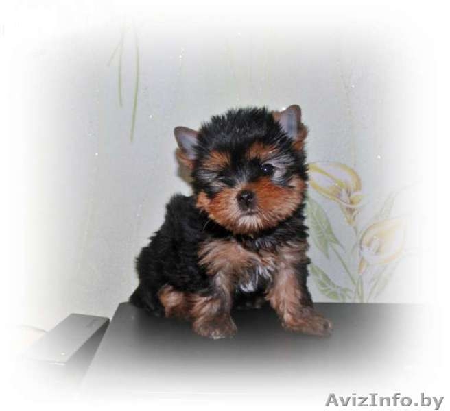 ОБАЛДЕННЫЕ щенки йоркширского терьера В ОРШЕ!Кукольные МАЛЫШИ! - Изображение #2, Объявление #1198509