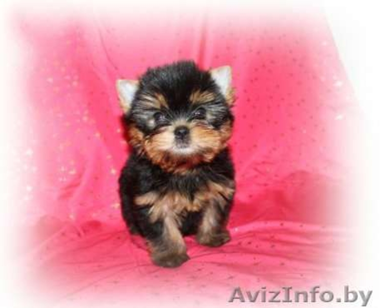 ОБАЛДЕННЫЕ щенки йоркширского терьера В ОРШЕ!Кукольные МАЛЫШИ! - Изображение #3, Объявление #1198509