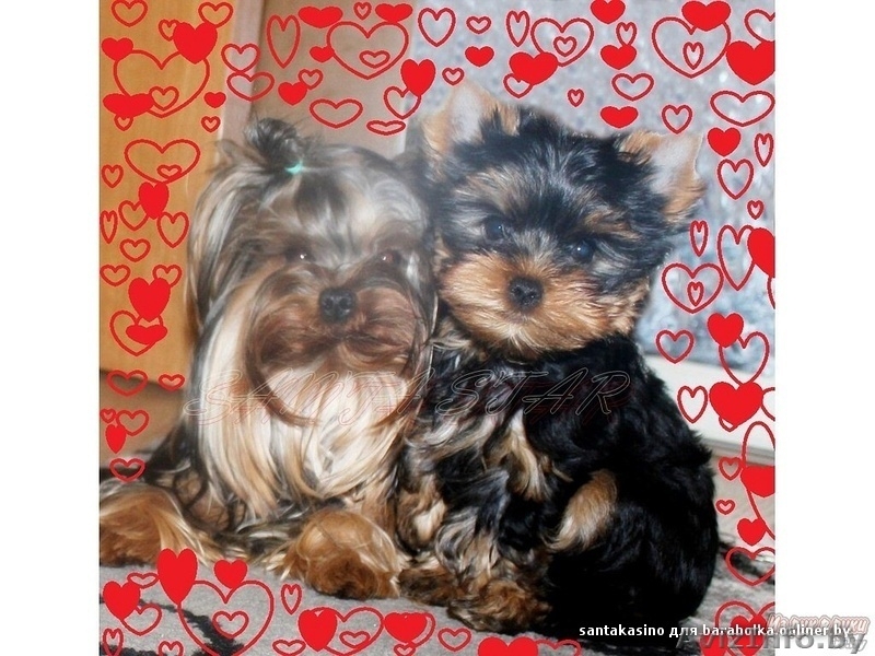 высокопородные щенки ЙОРКШИРСКОГО ТЕРЬЕРА В ОРШЕ для вас! - Изображение #2, Объявление #682833