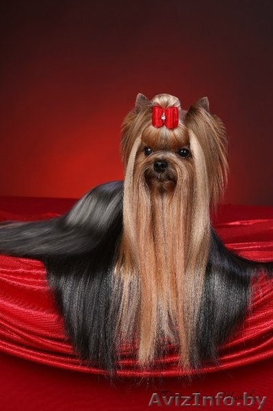 Вязка!Обалденной красоты кобель йоркширский терьер приглашает йорочек! - Изображение #3, Объявление #1198508