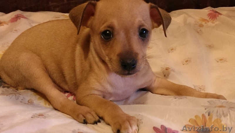 той-терьеры русские, щенки - Изображение #5, Объявление #1238006