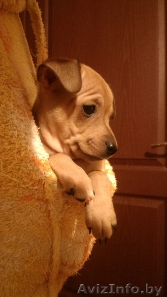 той-терьеры русские, щенки - Изображение #3, Объявление #1238006