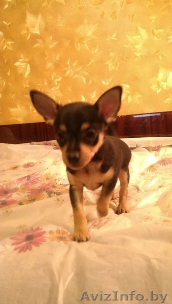 той-терьеры русские, щенки - Изображение #4, Объявление #1238006