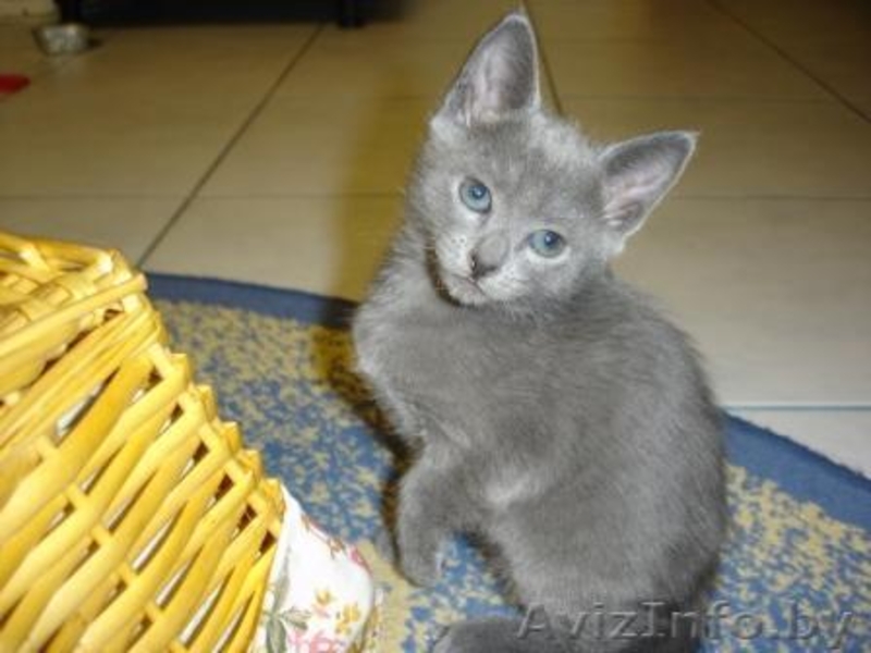 Котята-красавцы - Изображение #2, Объявление #1299296