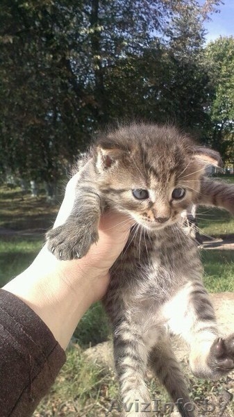 Отдам в дар котят - Изображение #1, Объявление #1314067