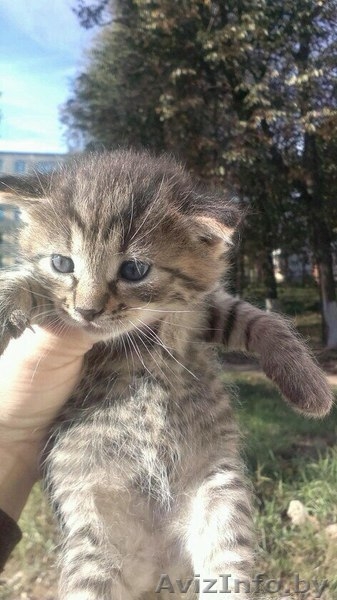 Отдам в дар котят - Изображение #3, Объявление #1314067